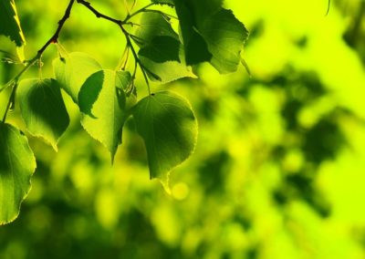 Nature___Seasons___Spring_Spring_leaves_of_birch_103916_